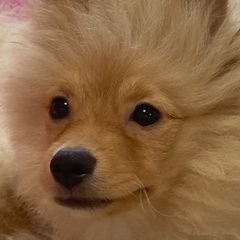 ポメプー♂０歳６ヶ月