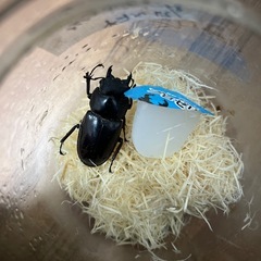 赤マンディブラリスフタマタクワガタトリオの画像