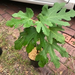 無農薬　いちじく苗木　202510012の画像