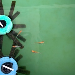 メダカ、金魚まとめの画像