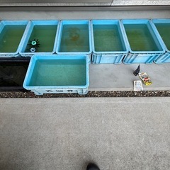 メダカ、金魚まとめの画像