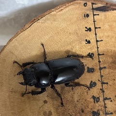 ベトナムアンタエウスオオクワガタ♂74.3mm×♀43.3mm ペアの画像