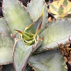 アガベ　オテロイ実生　多肉植物　観葉植物の画像