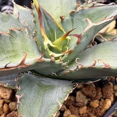 アガベ　オテロイ実生　多肉植物　観葉植物の画像
