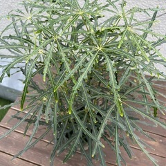 観葉植物アラレア　グリーンエレガンスの画像