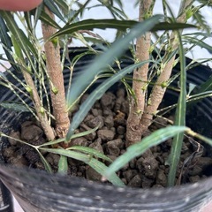 観葉植物アラレア　グリーンエレガンスの画像