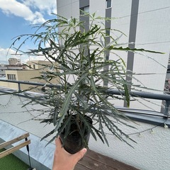 観葉植物アラレア　グリーンエレガンスの画像