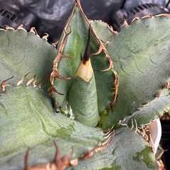 アガベ　オテロイ実生　多肉植物　観葉植物の画像