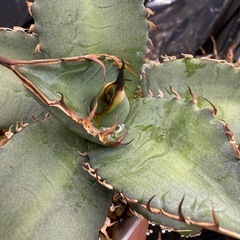 アガベ　オテロイ実生　多肉植物　観葉植物の画像