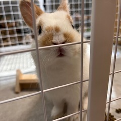 ネザーランドドワーフ