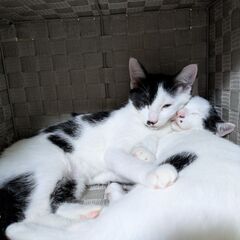 野良の子猫2/4匹保護（推定生後4~5ヶ月） − 青森県