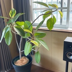 観葉植物 フィカスアルテシマ 曲がり美形 鉢付きの画像