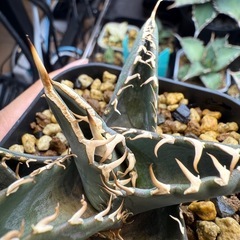 アガベ　オテロイ実生　多肉植物　観葉植物の画像