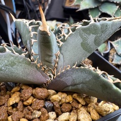 アガベ　オテロイ実生　多肉植物　観葉植物の画像