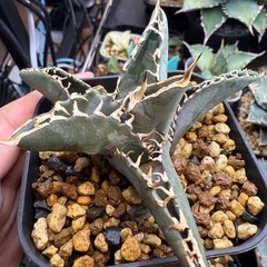アガベ　オテロイ実生　多肉植物　観葉植物の画像