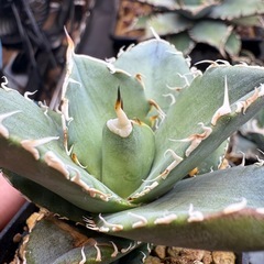 アガベ　オテロイ実生　多肉植物　観葉植物の画像