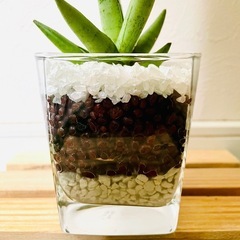 【希少】サンスベリア　シルバークラウン　観葉植物　ハイドロカルチャー【Ｃ】の画像