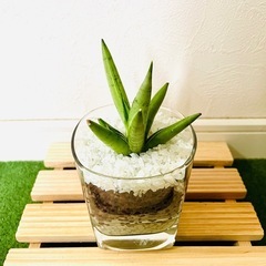 【希少】サンスベリア　シルバークラウン　観葉植物　ハイドロカルチャー【Ｃ】の画像