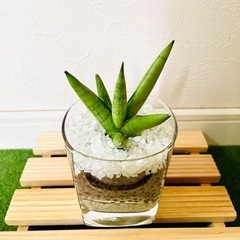 【希少】サンスベリア　シルバークラウン　観葉植物　ハイドロカルチャー【Ｃ】の画像