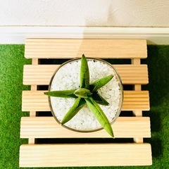 【希少】サンスベリア　シルバークラウン　観葉植物　ハイドロカルチャー【Ｃ】の画像