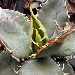 アガベ　オテロイ実生　多肉植物　観葉植物の画像