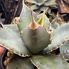 アガベ　オテロイ実生　多肉植物　観葉植物の画像