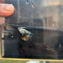 ブルーアイ・アースアイメダカ10匹+a(取引中)の画像