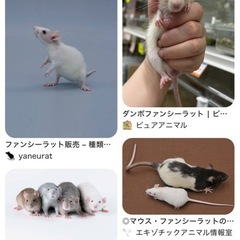 ファンシーラットの子供たち👶