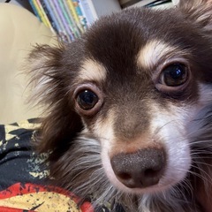 アレもちの母と同居するため、里親募集します