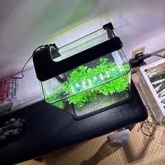 小型水槽setの画像