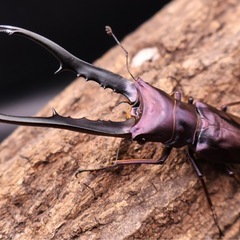 【おすすめライン】【特大】メタリフェルホソアカクワガタ•ペア　フィナエ亜種の画像
