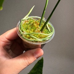モンステラオブリクアペルー2株の画像