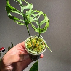 モンステラオブリクアペルー2株の画像