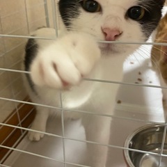 3匹それぞれ里親募集しています！
