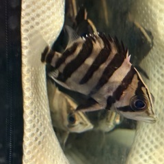 ダトニオの画像