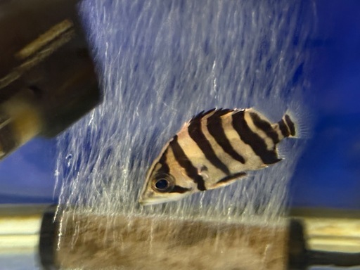 ダトニオ
