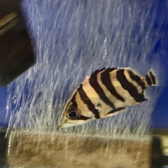 ダトニオの画像