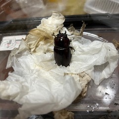 イヘヤノコギリクワガタ　新成虫ペアの画像