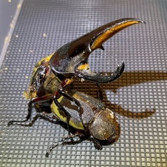 ✨️極太極短血統✨️ヘラクレスオオカブト幼虫の画像