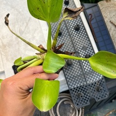 布袋草の画像