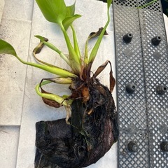 布袋草の画像