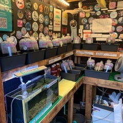 【五桜メダカ】 10月2日　　中古水槽各1000円　横須賀…