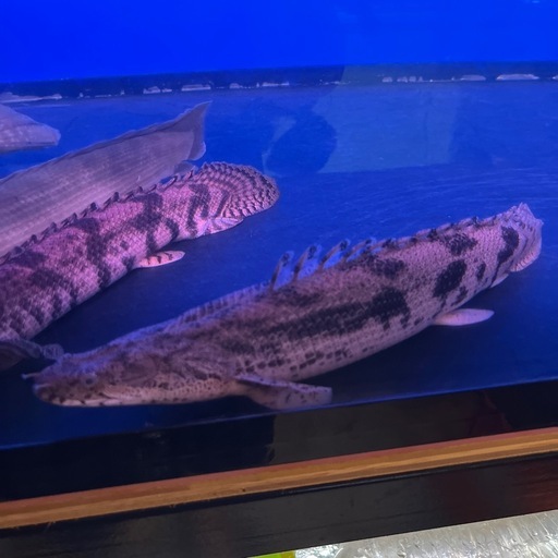 熱帯魚