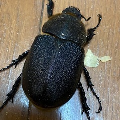 ヘラクレスペア
の画像