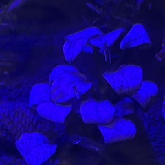 ★ アヌビアスナナ SP ホワイト バリエガータ 水中葉の画像