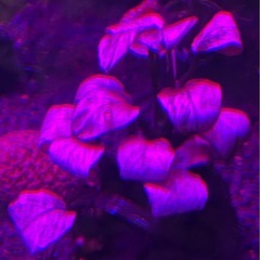 ★ アヌビアスナナ SP ホワイト バリエガータ 水中葉の画像