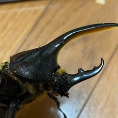 ヘラクレスペアの画像