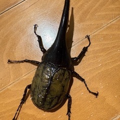 ヘラクレスオオカブト販売の画像