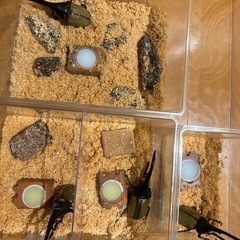 ヘラクレスオオカブト販売の画像