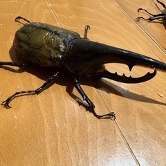 ヘラクレスオオカブト販売の画像